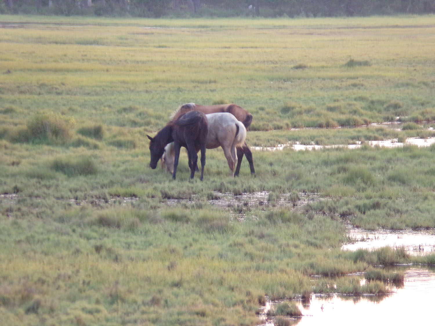 Gallery The Ole Chincoteague House