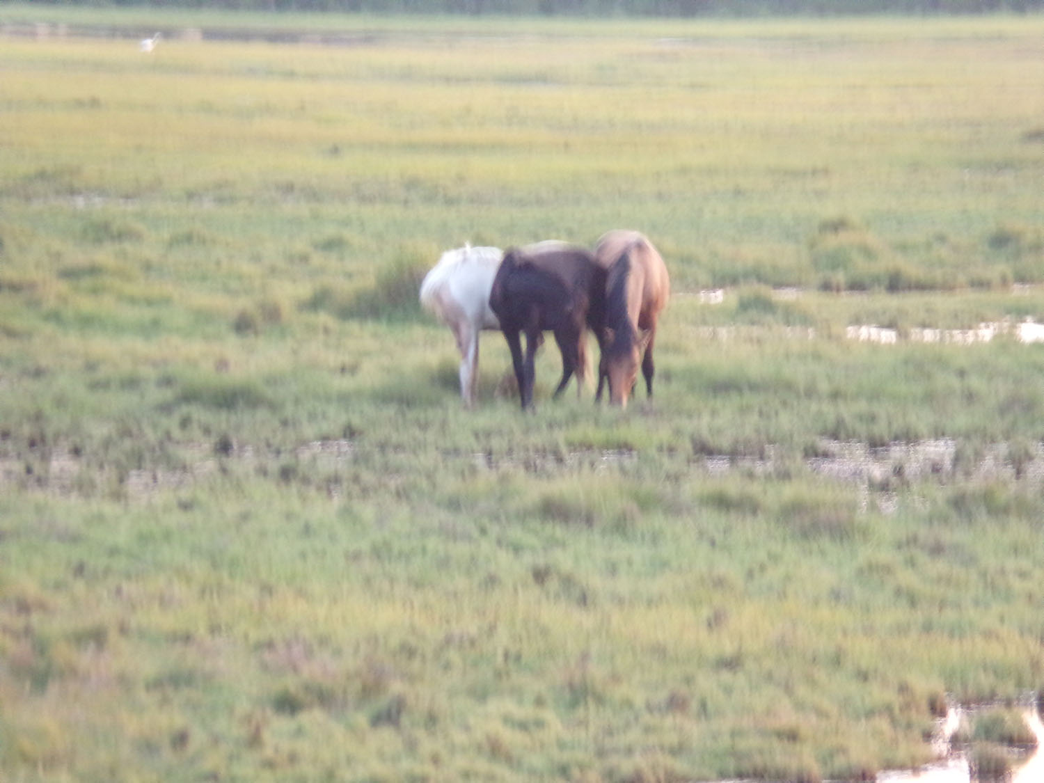 Gallery The Ole Chincoteague House